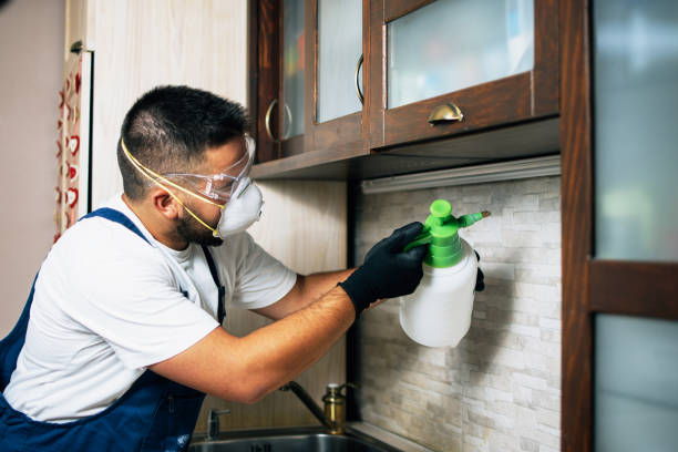 Insect Control in Stone Park, IL