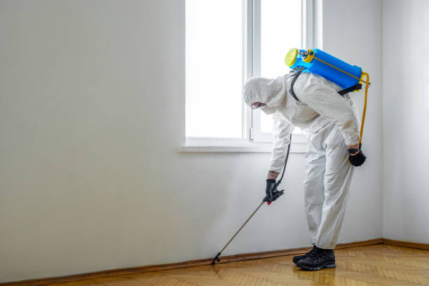 Best Flea Control Services  in Stone Park, IL