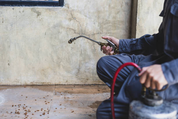 Best Local Pest Control Services  in Stone Park, IL
